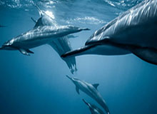 开云APP——开启你的智能生活新体验